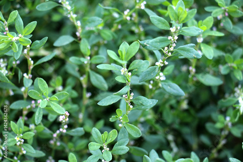 The grass Polygonum aviculare grows in nature