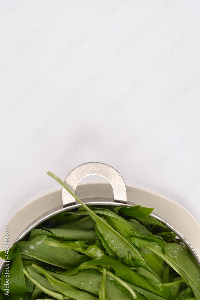 Freshly washed wild garlic or bears garlic (Allium ursinum) leaves, glistening with water droplets, are contained in a silver colander
