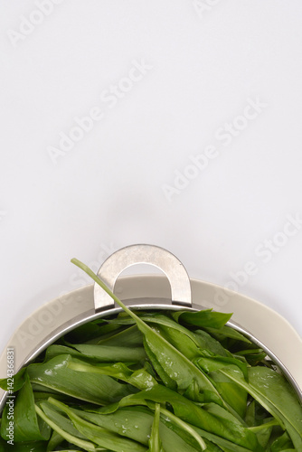 Obraz na płótnie Freshly washed wild garlic or bears garlic (Allium ursinum) leaves, glistening with water droplets, are contained in a silver colander w salonie