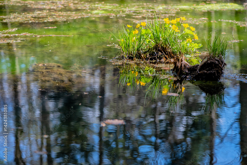 reeds in the water reeds in the water