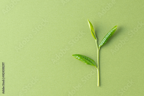 新茶　茶葉