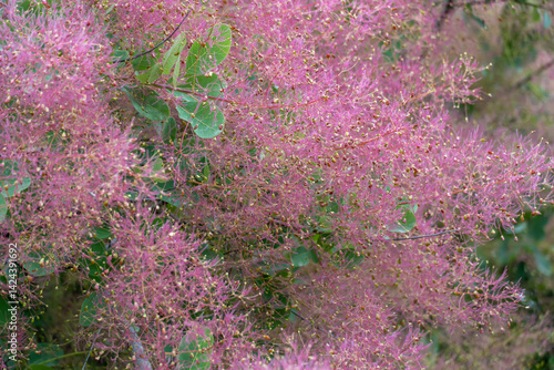 Flowering bush smoke tree of red cotinus coggygria. Beautiful fluffy flowers skumpiya tanning from the anacardiaceae family. Woody deciduous garden plant. Tannin for obtaining yellow dye. Smoke bush.