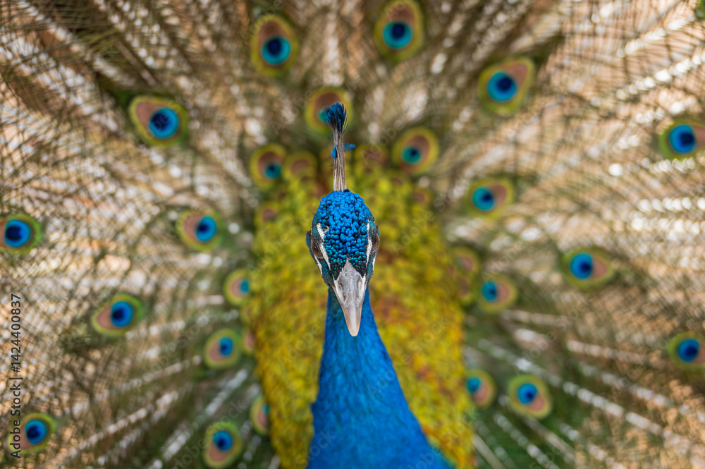 Obraz premium Pavo real