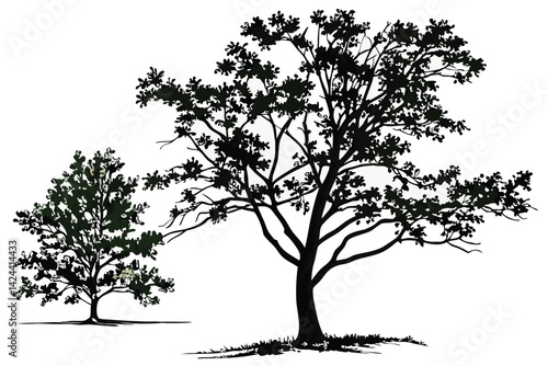 20 Trees, botanical illustration, variety of species, deciduous and evergreen, different shapes and sizes, realistic rendering, isolated on white background, detailed foliage, green leaves, natural fo