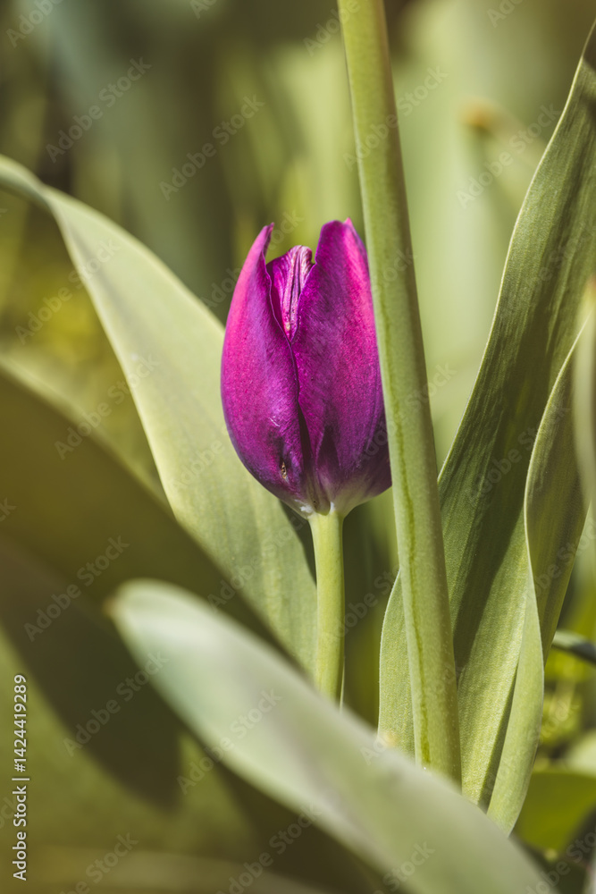 Beautiful spring tulips in the Netherlands on a sunny April day . Beautiful spring tulips in the Netherlands on a sunny April day .