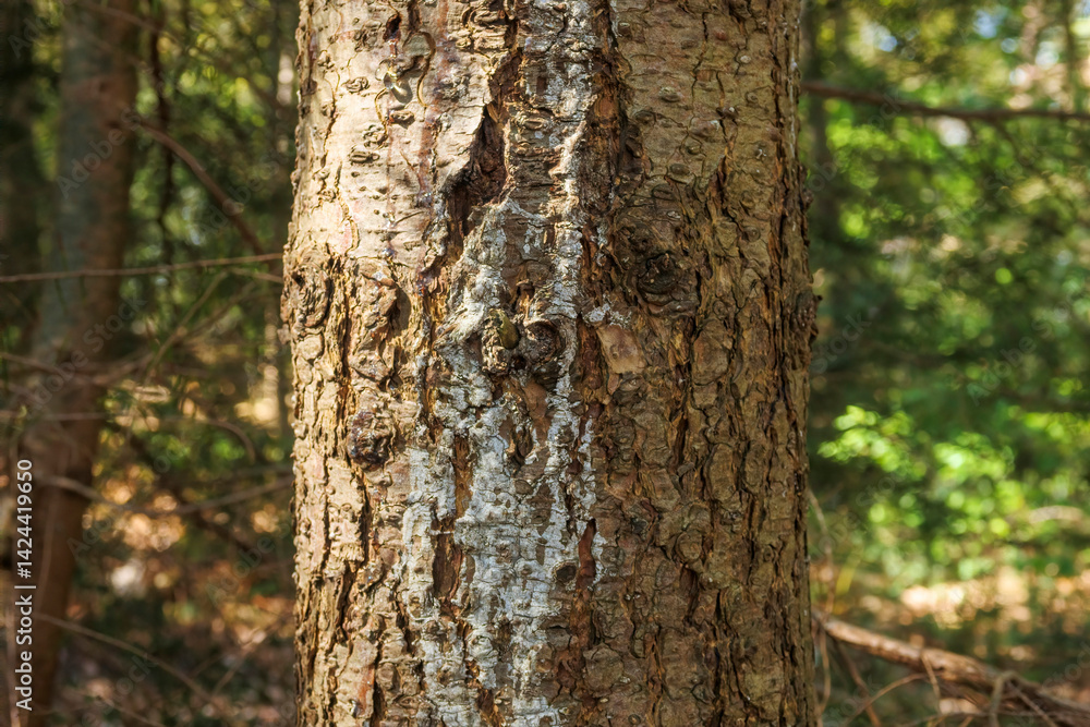 Unique texture and patterns of a tree bark in a lush forest on a sunny afternoon showcasing nature's artistry Unique texture and patterns of a tree bark in a lush forest on a sunny afternoon showcasing nature's artistry