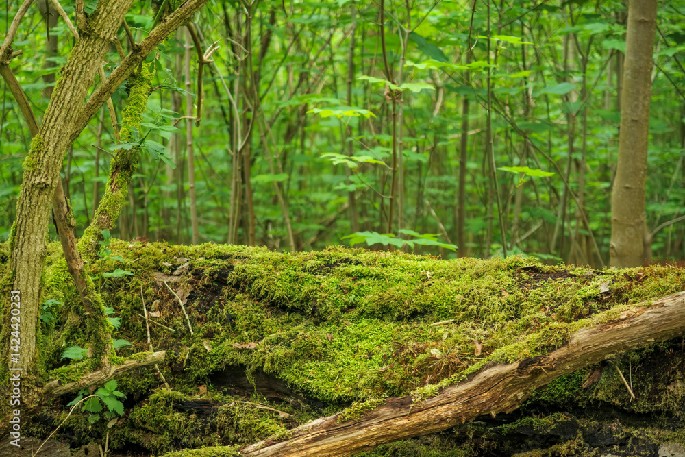 Lush green forest with soft moss covering fallen log in serene woodland setting during daytime Lush green forest with soft moss covering fallen log in serene woodland setting during daytime