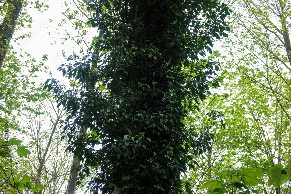 Fototapeta premium Lush green vines enveloping a tall tree in a serene forest during daytime