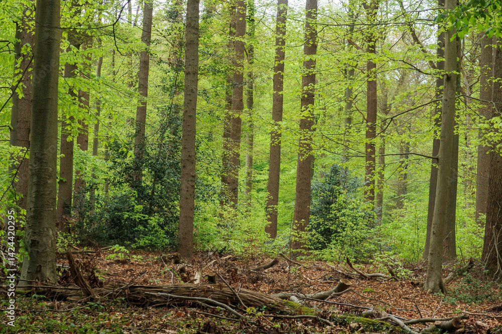 Lush forest with tall trees and vibrant greenery in springtime glow creating a serene atmosphere for nature lovers Lush forest with tall trees and vibrant greenery in springtime glow creating a serene atmosphere for nature lovers