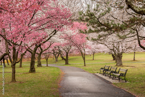 Spring blossoms in Branch Brook Park, Newark NJ on a cloudy day with light rain in April. Benches to relax and view the seasonal beauty along the path. 
