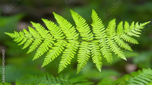 Lush fern frond in forest undergrowth