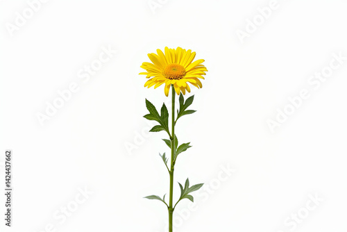 A single vibrant yellow daisy standing tall against a pure white background, symbolizing resilience and hope with its bright cheerful petals.