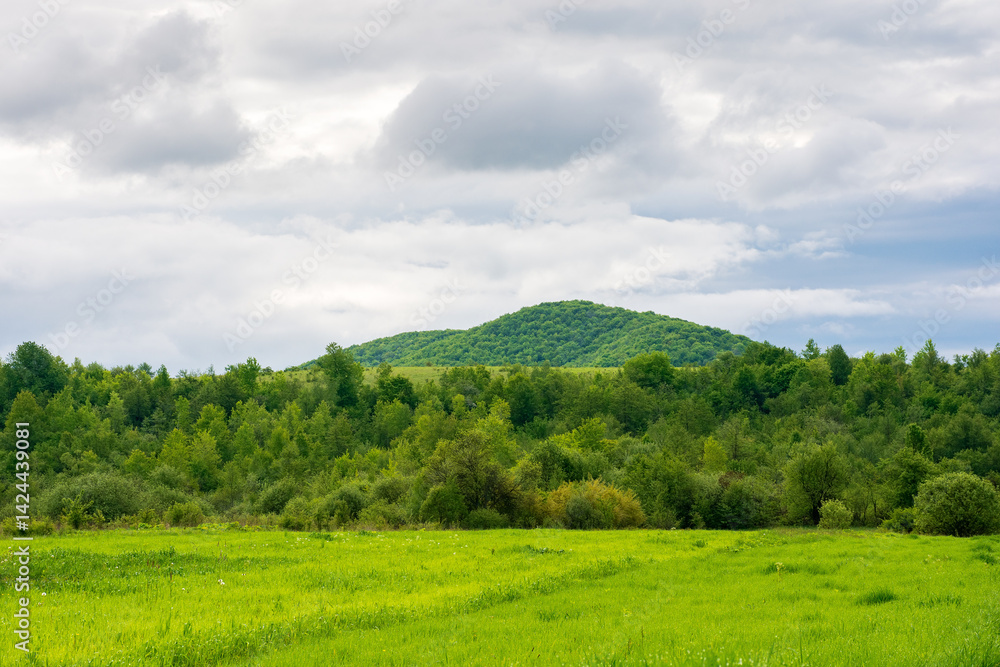 Obraz premium field near the forested hill. green rural landscape of ukraine in spring. beautiful view of grass meadow under cloudy sky in the morning. background for farmland or grassland in europe