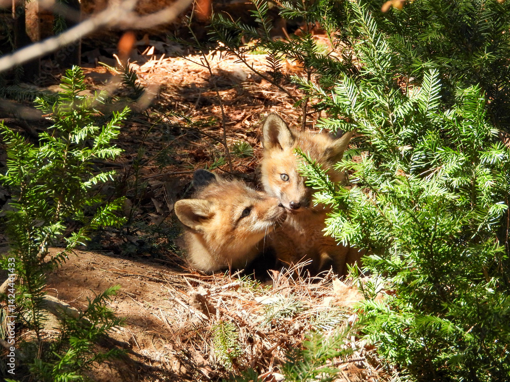 Φωτογραφία Fox kits brimming with curiosity and eagerness to explore their surroundings