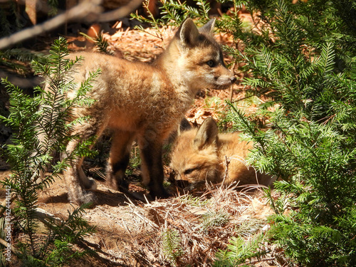 фотографія Fox kits brimming with curiosity and eagerness to explore their surroundings