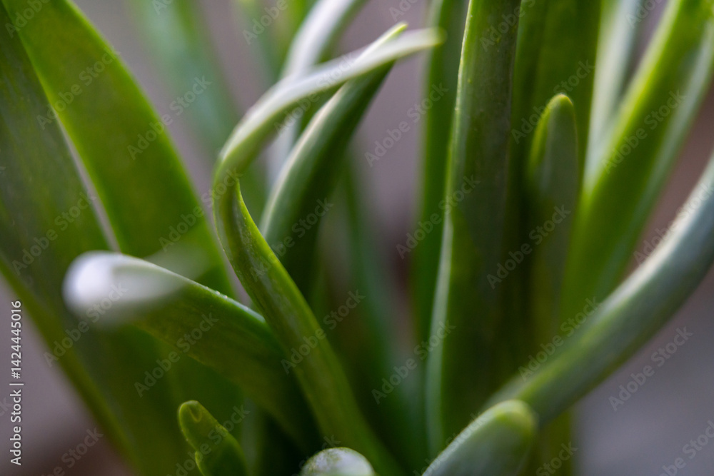 Close-up view of vibrant green onions leaves in bright light Close-up view of vibrant green onions leaves in bright light