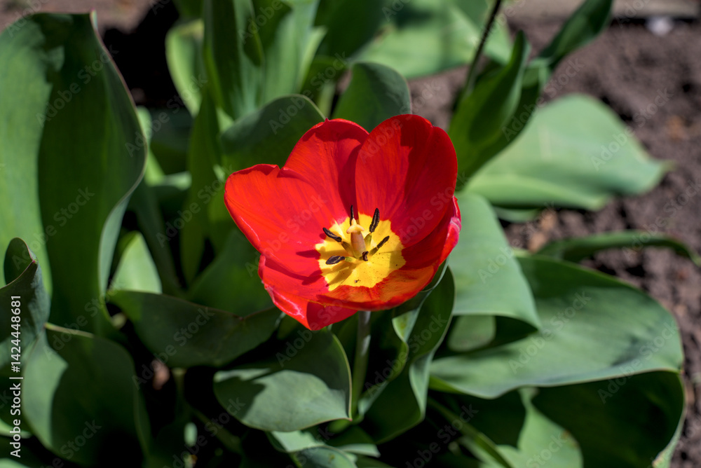 Red tulip blooming in the garden