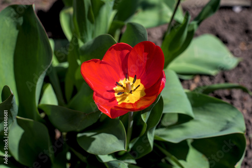 Obraz na płótnie Red tulip blooming in the garden w salonie