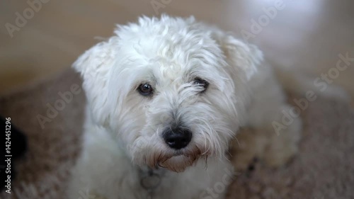 White fluffy dog coton de tulear relaxes on soft carpet in cozy living room setting with warm natural light