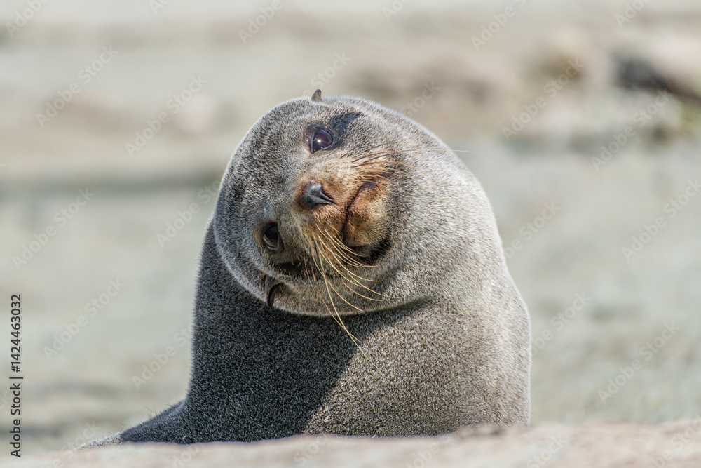Fototapeta premium A fur seal staring at the camera a the Kaikoura Peninsula 