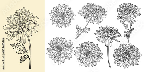 set of beautiful monochrome, black and white chrysanthemum daisy flower isolated. for greeting card and invitations of the wedding, birthday, Valentine's Day, mother's day and other seasonal holiday.