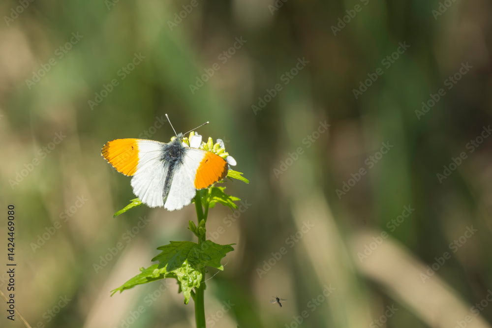 Ein Aurorafalter an einer Blüte