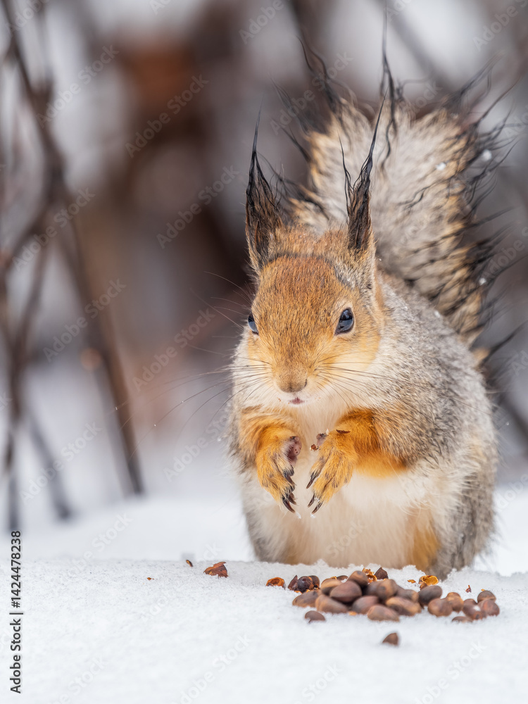 Fototapeta premium The squirrel in winter sits on white snow.