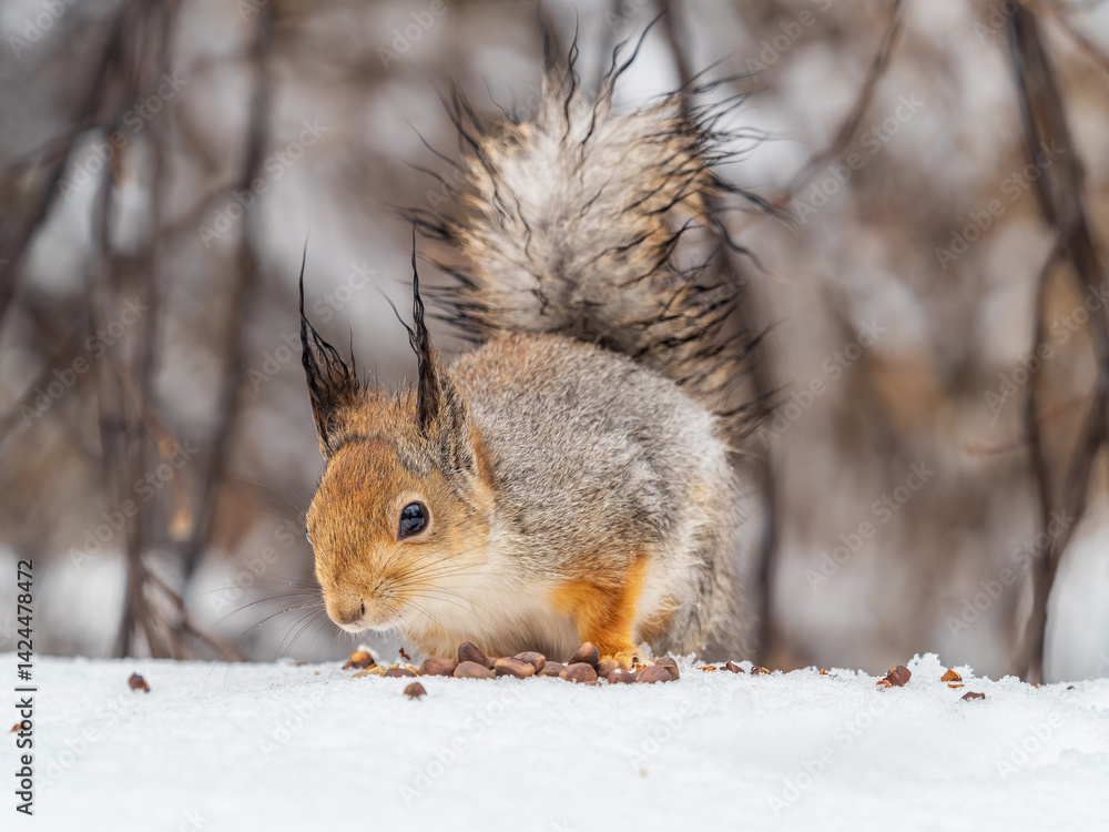 The squirrel in winter sits on white snow. The squirrel in winter sits on white snow.
