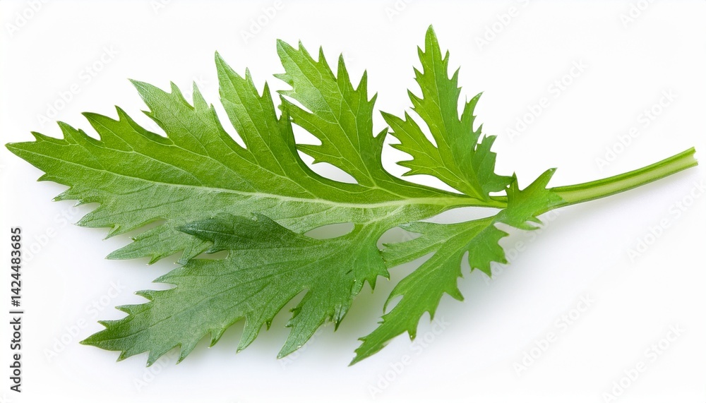 fresh green mizuna leaf isolated on white white background fresh green mizuna leaf isolated on white white background