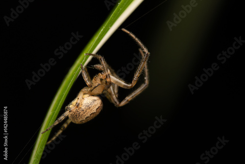 Araignée Zygiella x-notata en gros plan sur sa toile, espèce commune des jardins, tisseuse de toiles orbiculaires avec un secteur manquant, photo macro de l’araignée sectorielle