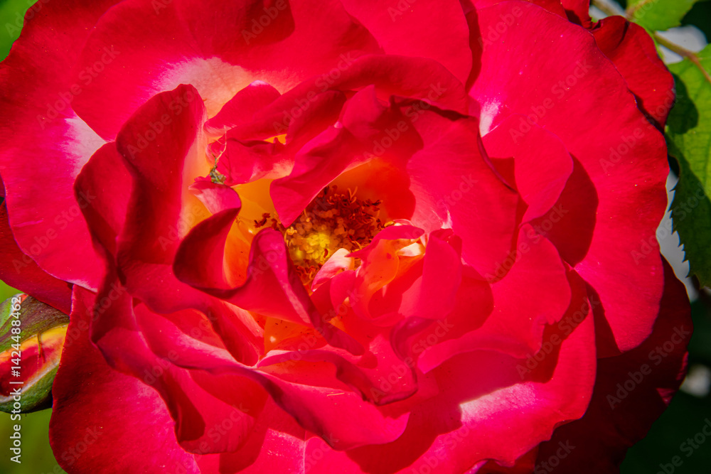 Red rose close-up Red rose close-up