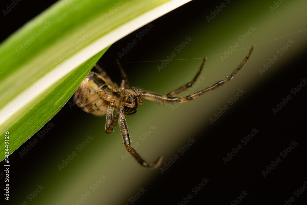 Fototapeta premium Araignée Zygiella x-notata en gros plan sur sa toile, espèce commune des jardins, tisseuse de toiles orbiculaires avec un secteur manquant, photo macro de l’araignée sectorielle