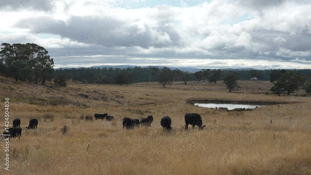 beautiful cattle in Australia eating grass, grazing on pasture. Herd of cows free range beef being regenerative raised on an agricultural farm. Sustainable farming beautiful cattle in Australia eating grass, grazing on pasture. Herd of cows free range beef being regenerative raised on an agricultural farm. Sustainable farming
