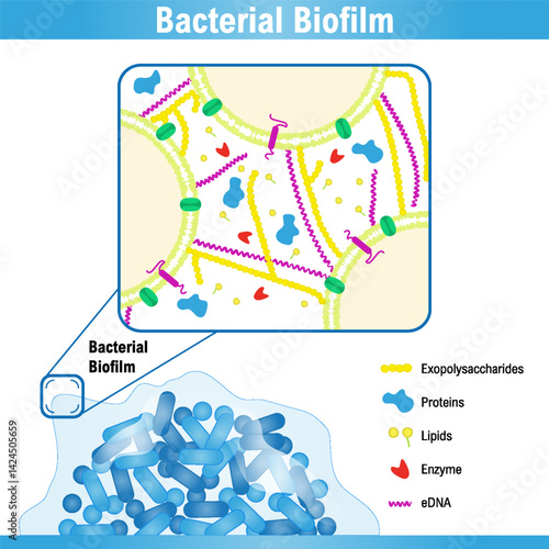 Schematic representation of a bacterial biofilm and its extracellular polymeric substance. Vector medical illustration