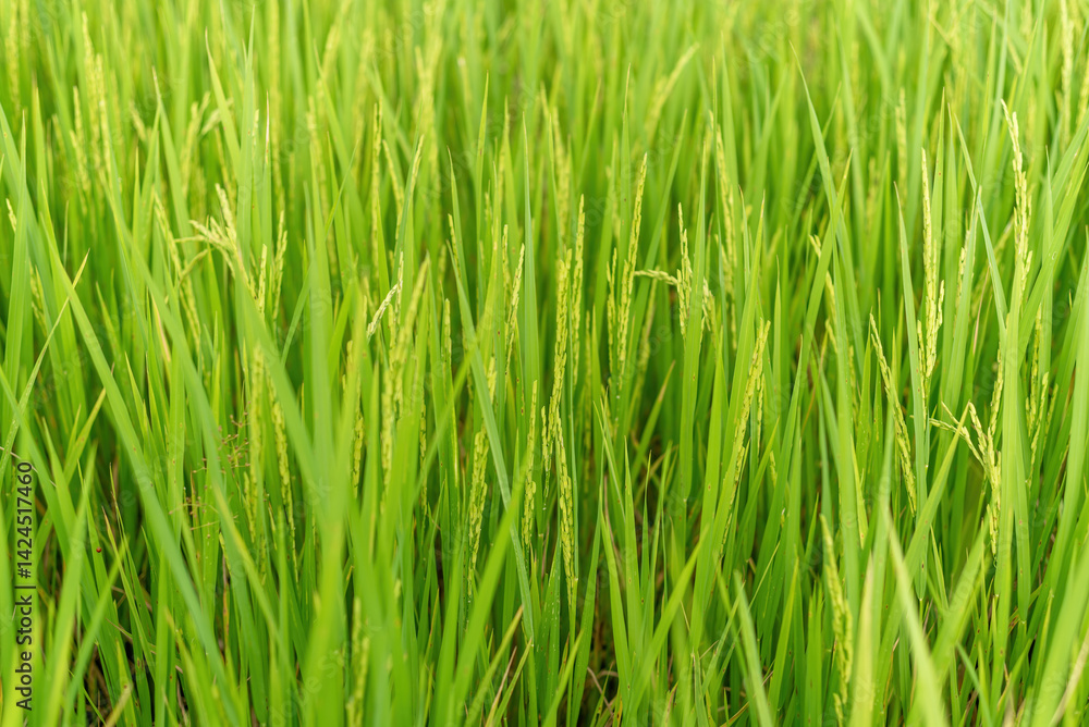 Close-up view of vibrant green rice plants growing in a field, symbolizing agriculture and growth. Close-up view of vibrant green rice plants growing in a field, symbolizing agriculture and growth.