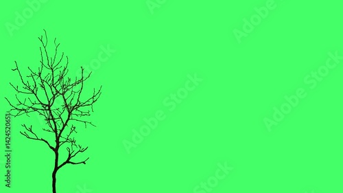 2D animation of a spooky Halloween tree animation with a green screen background, perfect for eerie scenes. Features a creepy dry tree swaying in the wind, adding a haunting effect to videos. 4k