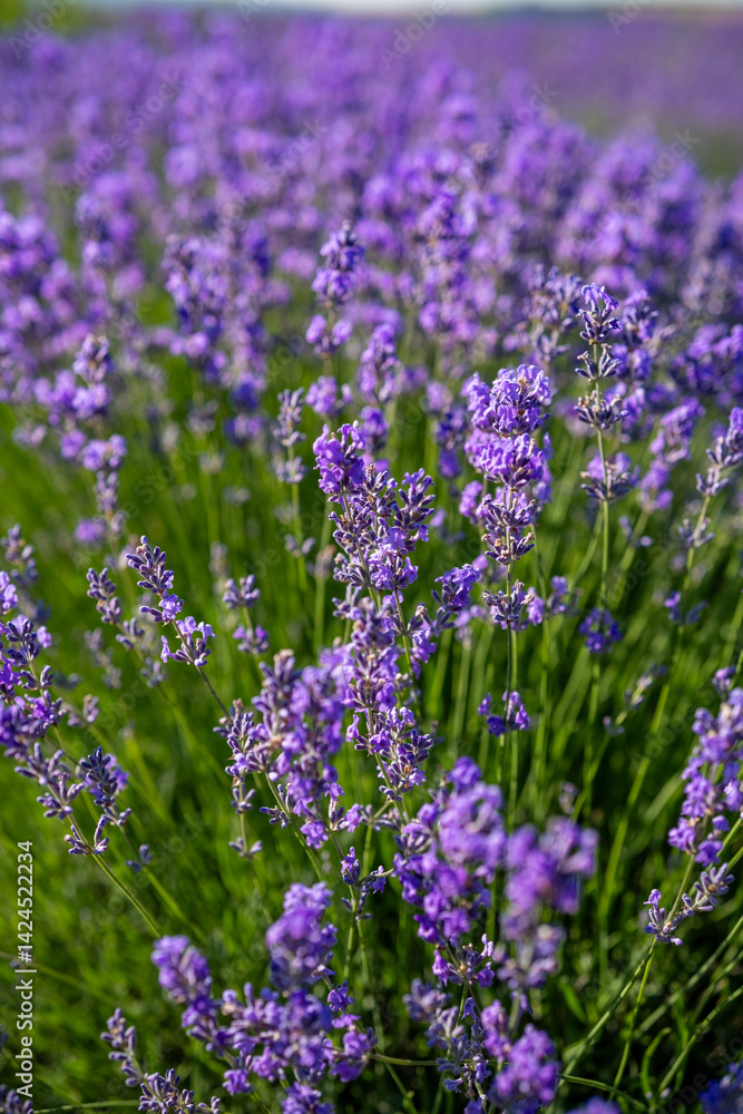 Beautiful image of lavender field over summer sunrise landscape. Blooming lavender field close-up.