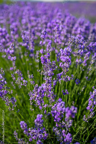 Obraz na płótnie Beautiful image of lavender field over summer sunrise landscape. Blooming lavender field close-up. w salonie