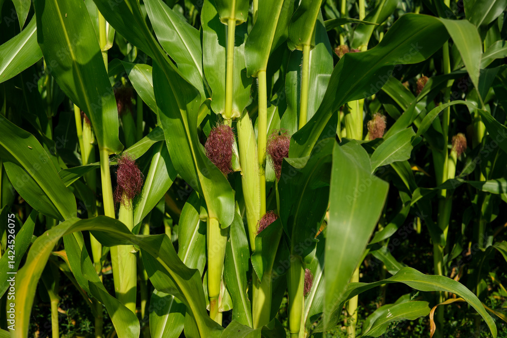 Corn field close up. Selective focus. Green Maize Corn Field Plantation in Summer Agricultural Season.