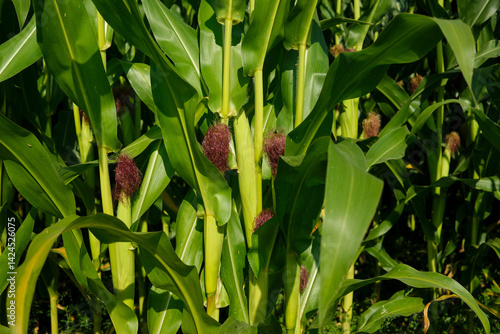 Obraz na płótnie Corn field close up. Selective focus. Green Maize Corn Field Plantation in Summer Agricultural Season. w salonie
