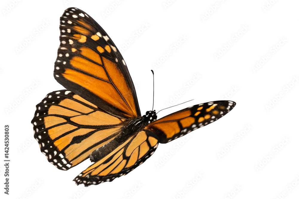 Fototapeta premium Colorful Butterfly in Flight – High-Quality PNG Isolated.