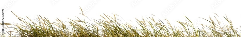 Fototapeta premium Field Grass, Natural Landscape, Outdoor, Calm