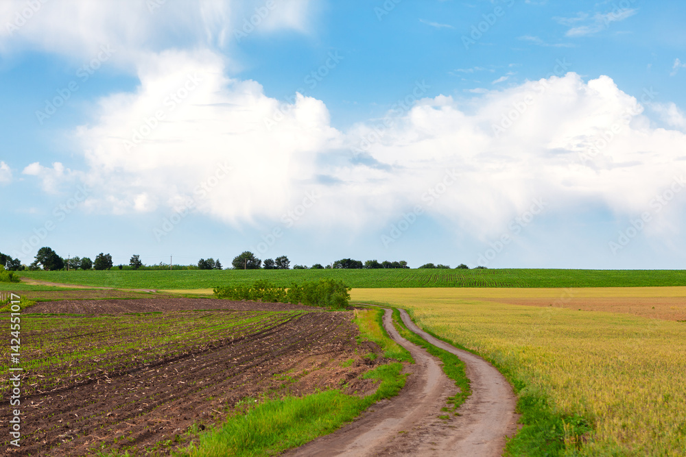 Dirt path winds through rural landscape, flanked by plowed fields under bright blue sky with fluffy white clouds. Countryside scene with a winding country road surrounded by lush agricultural fields