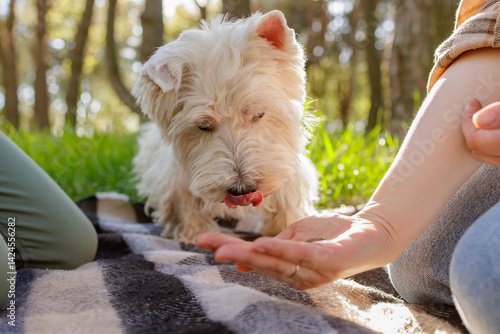 Adorable white dog licking lips, waiting for a treat outdoors in park.