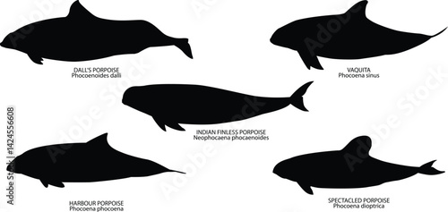 Quadro em tela porpoise vector set and silhouette images vectors with name and scientific name