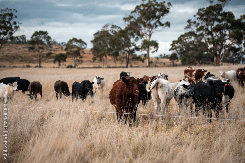 beautiful cattle in Australia eating grass, grazing on pasture. Herd of cows free range beef being regenerative raised on an agricultural farm. Sustainable farming
