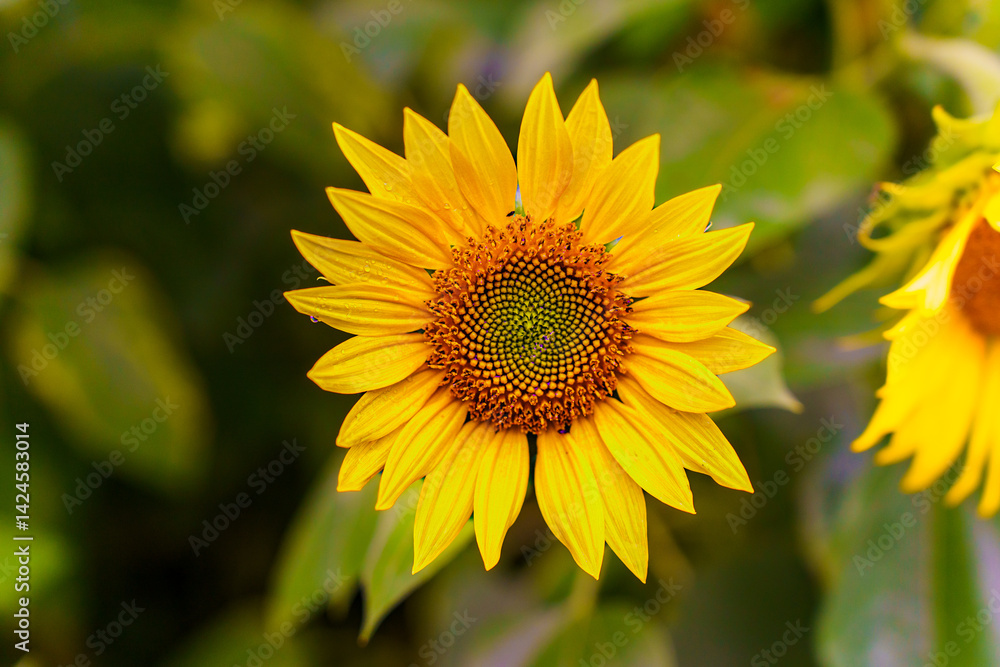 Close-up of a bright yellow sunflower in full bloom. Natural beauty and summer vibes. Close-up of a bright yellow sunflower in full bloom. Natural beauty and summer vibes.