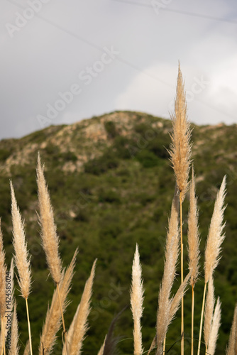 Mountain slope with dry pampas grass swaying in the wind. Captured during golden hour with rich textures and a peaceful natural palette. A soft landscape evoking silence and height.