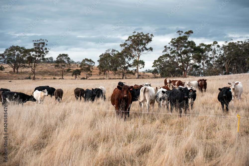 native grassland with Cows eating long pasture in Australia. in summer