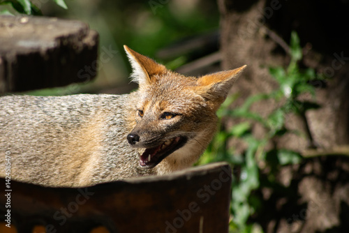 Close-up portrait of a resting fox in a sunlit forest. Eyes closed, fur detailed, and body relaxed. A peaceful yet alert animal portrait set in its natural habitat.